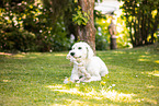 Goldendoodle