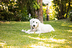 Goldendoodle