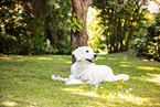 Goldendoodle