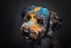 Goldendoodle