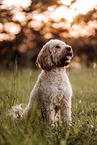 Goldendoodle