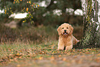 Goldendoodle