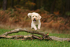 Goldendoodle