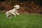Goldendoodle