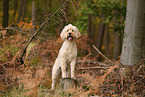 Goldendoodle