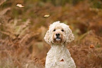 Goldendoodle
