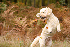 Goldendoodle