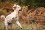 Goldendoodle