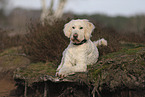 Goldendoodle