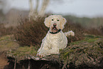 Goldendoodle