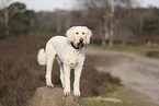 Goldendoodle
