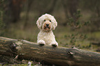 Goldendoodle