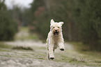 Goldendoodle