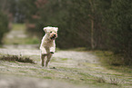 Goldendoodle