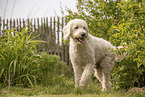 Goldendoodle