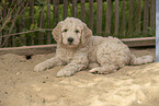 Goldendoodle Puppy