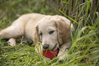 Goldendoodle Puppy