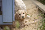 Goldendoodle Puppy