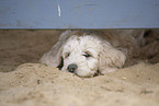 Goldendoodle Puppy