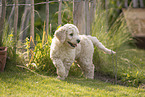 Goldendoodle Puppy