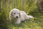 Goldendoodle Puppy