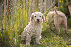 Goldendoodle Puppies