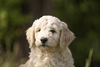 Goldendoodle Puppy
