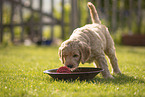 Goldendoodle Puppy