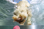 Goldendoodle