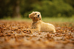 Goldendoodle Puppy
