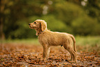 Goldendoodle Puppy