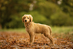 Goldendoodle Puppy