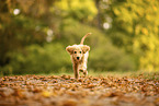 Goldendoodle Puppy