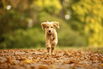 Goldendoodle Puppy