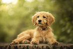 Goldendoodle Puppy