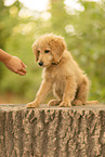 Goldendoodle Puppy