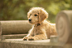 Goldendoodle Puppy