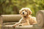 Goldendoodle Puppy