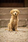 Goldendoodle Puppy