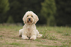 Goldendoodle