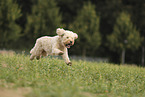 Goldendoodle