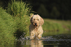 Goldendoodle