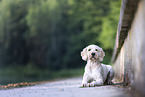 Goldendoodle
