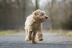 Goldendoodle