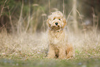 Goldendoodle