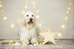 Goldendoodle in christmas decoration