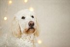 Goldendoodle in christmas decoration