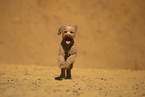 Goldendoodle