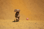 Goldendoodle