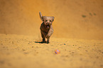 Goldendoodle